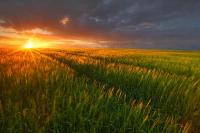 A Field of Timothly