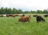 Cattle Grazing
