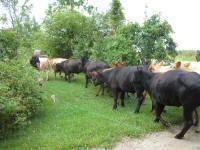 The Herd