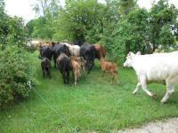 The Herd