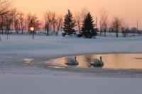 Swans