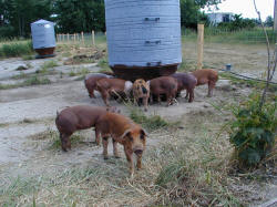 Pasture Pork with Pedegree