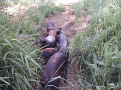 Pasture Pork Ontario