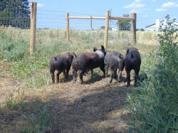 Pasture Pork's Natures Diet