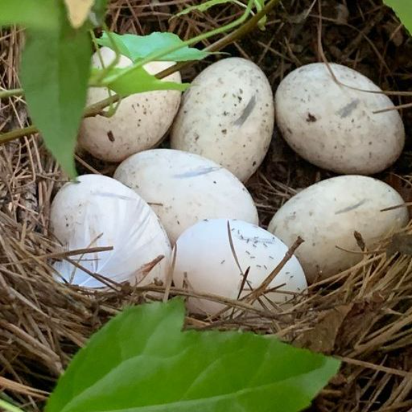 Duck Eggs (20 eggs)